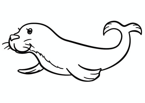 Cartoon Seal Coloring Page